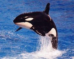 Ballenas y Orcas